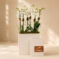 Orchid Recovery